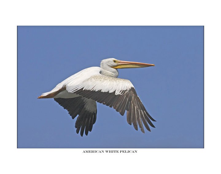 9049 white pelican.jpg